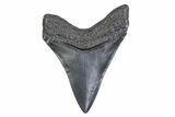 Serrated, Fossil Megalodon Tooth - South Carolina #371815-1
